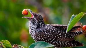 Asijské uhlí nebo coeler